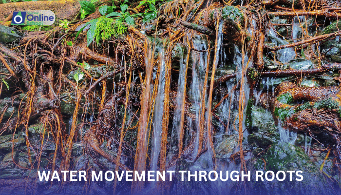 Lesson 07: Water Movement through Roots